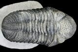 Drotops Trilobite With White Patina - Great Eyes! #146602-2